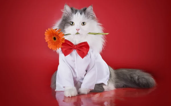 Cat with red bow tie loves Valentine's Day